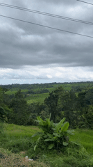 Terraced rice paddies documented in rural Penebel, Indonesia