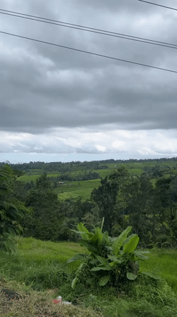 Terraced rice paddies documented in rural Penebel, Indonesia