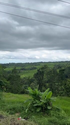 Terraced rice paddies documented in rural Penebel, Indonesia