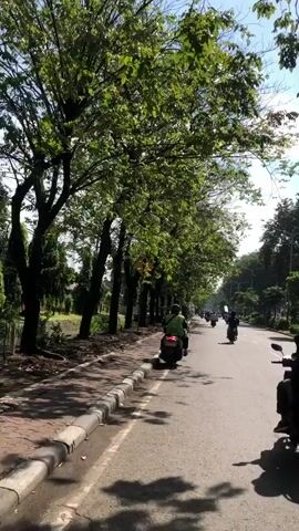 A vertical video captures a view from a vehicle moving along a paved road bordered by a concrete curb and a dirt shoulder. A line of trees with dense green foliage runs along the left side of the road, casting shadows. Several individuals on motorcycles are traveling in the same direction as the camera. The motorcycles appear to be of the scooter type. The weather seems sunny, with visible sunlight and clear skies. The road is lined with what appears to be urban infrastructure, including utility poles or streetlights. The overall scene depicts a typical street view in a populated area, possibly a city or town, with moderate vehicular traffic.