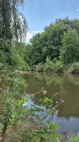 The video shows a serene natural scene of a riverbank with lush green trees and vegetation. The water of the river is calm, reflecting the sky and the surrounding trees. The camera is positioned at a low angle, focusing on the plants in the foreground that appear to be wild flowers and tall grasses. The sky is blue with scattered white clouds, indicating a pleasant day. In the last few seconds of the video, a person holding a fishing rod is partially visible on the right side of the frame, suggesting that someone is fishing in the river. The overall atmosphere is peaceful and tranquil.