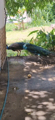 Peacock loose on a decorated patio in Vallecito, Venezuela