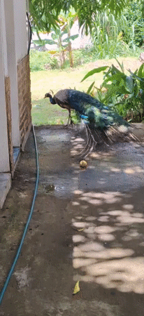 Peacock loose on a decorated patio in Vallecito, Venezuela