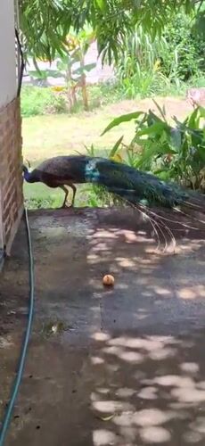 Peacock loose on a decorated patio in Vallecito, Venezuela