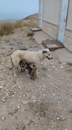 Puppies, hilltop fortress, and arid landscape in rural Azerbaijan