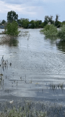 Storm day in Krasnyye Barrikady: flooding, nature, and pets
