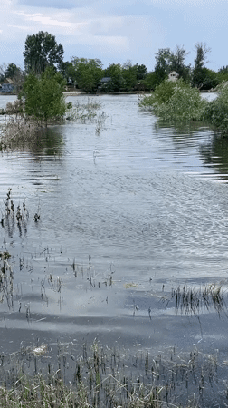 Storm day in Krasnyye Barrikady: flooding, nature, and pets