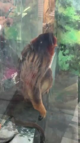 Here's a description of the video:

A small monkey, possibly a Golden-Headed Lion Tamarin, sits perched on a ledge inside a glass enclosure. The monkey has a reddish-orange face and dark brown fur with lighter brown streaks. Its tail hangs down along the ledge. Behind the monkey is a painted backdrop with green foliage. In the reflection on the glass, there are hands holding mobile phones, indicating people are taking pictures or videos of the monkey. The camera is focused on the monkey.