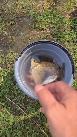 A person's hand is visible in the frame, interacting with several small fish in a gray bucket filled with water. The bucket is situated outdoors, with grass and dirt visible in the background. The hand gently moves the fish around in the water, causing ripples and bubbles. The fish appear to be a light brown or golden color.