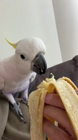 A man is holding a banana for a white cockatoo with a yellow crest to eat. The bird is perched on the man's shoulder, and the man is smiling at the camera. The bird is eating the banana, and the man is holding it for the bird. The background is a white wall and a gray couch. The man is wearing a tan hoodie.