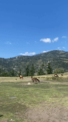 Horses graze on mountain pastures in eastern Kazakhstan