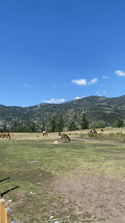 Horses graze on mountain pastures in eastern Kazakhstan