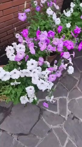 The video begins with a close-up of petunias in pink and white colors, interspersed with greenery, growing in pots near a brick wall. The camera then pans across the flowers and down to a stone pathway. A foot, wearing a light-colored shoe with a pattern of dots, is visible in the lower left corner of the frame. The camera continues to move, showing more petunias in vibrant pink and purple hues, also near the brick wall and on the stone path. The perspective shifts, and the video shows a bush with large clusters of white flowers, likely hydrangeas, surrounded by green leaves. The camera continues to pan and zoom slightly on the white flowers and leaves.