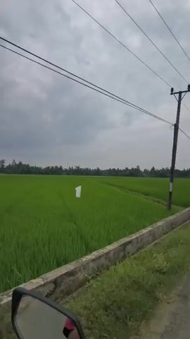 The video shows a view from a vehicle moving along a paved road. On the left side of the road are expansive green rice fields under a cloudy sky. A single white object, possibly a scarecrow or a piece of debris, is visible in the middle of the rice field. On the right side of the road, there is a concrete barrier and then more green vegetation. Utility poles with wires run parallel to the road, disappearing into the distance. The perspective suggests the video is recorded from a motorcycle or similar vehicle due to the view of the handlebars in the foreground. The road appears to be in a rural setting.