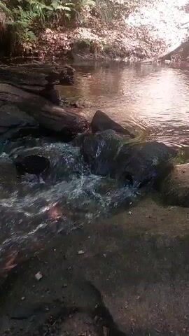 A close-up shot of a shallow, rocky stream flowing over dark rocks and dark, wet earth. The water is clear, with white foam and ripples indicating movement. Sunlight reflects off the water's surface and illuminates some of the surrounding foliage, which consists of green ferns and brown leaves. The scene is serene and natural.