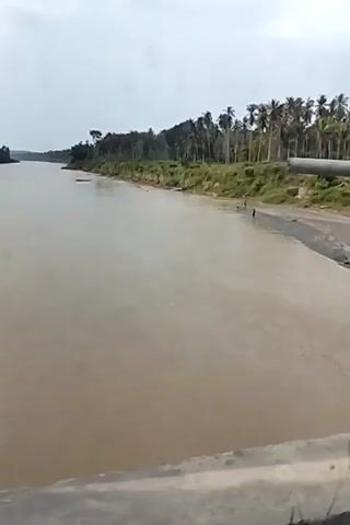 The video, filmed from a bridge, captures a wide, muddy river flowing through a tropical landscape. The riverbanks are lined with lush green vegetation, dominated by numerous palm trees, suggesting a warm, humid climate. On the riverbank in the distance, several small figures can be seen, possibly people wading or fishing. The sky is overcast, indicating a cloudy or potentially rainy day.

The foreground of the video is dominated by the imposing metal structure of the bridge, with a diagonal beam and horizontal railings partially obscuring the view of the river and its surroundings. A red and white flag, possibly the Indonesian flag, is attached to a pole on the bridge. A sticker, featuring a black and white comic-style illustration, is also visible on the metal beam.

The overall impression is one of a natural, possibly remote, environment. The murky color of the river and the dense vegetation point to a location with a significant amount of rainfall. The presence of people suggests that the river is a source of livelihood or recreation for the local community. The time of day appears to be daytime, given the ambient light, but the cloudy sky prevents any strong shadows or direct sunlight. There are no discernible text elements other than the sticker on the bridge, which is too small and unclear to read.