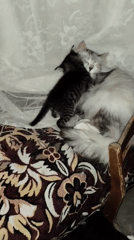 Rural Russian Home Life: Cats, Dog, Evening Scenes Documented