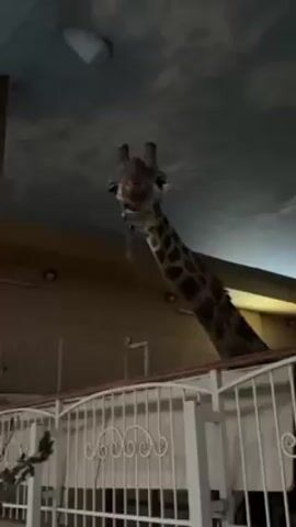 The video shows a giraffe in an indoor enclosure, seen from a low angle. The giraffe is tall enough to reach the ceiling, which is decorated with a mural of clouds. The giraffe is chewing on what appears to be a small branch with leaves. The enclosure has a low white railing. The overall lighting is dim. There are snippets of speech in the background.