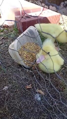 The video shows two yellow ducklings in an outdoor enclosure. One duckling is in the foreground, facing the camera and appearing to be resting. It has fluffy yellow down and a pink beak. In the background, another yellow duckling is partially visible, facing away from the camera and standing near a clear plastic container filled with birdseed. The container is tilted, and some of the seed has spilled onto the ground. The ground is covered with dirt, dry leaves, and patches of grass. A wire mesh fence is in the foreground, obscuring parts of the scene. A red brick is visible in the upper left corner, possibly part of a structure or feeder. The lighting suggests it is daytime.