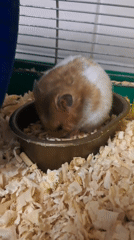 Syrian hamster eating and spinning in its cage