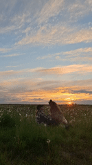 Person and dog enjoy sunset walk in Russian countryside