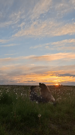 Person and dog enjoy sunset walk in Russian countryside