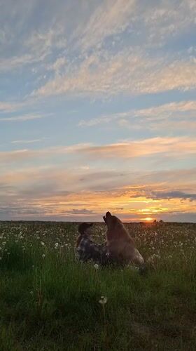 Person and dog enjoy sunset walk in Russian countryside