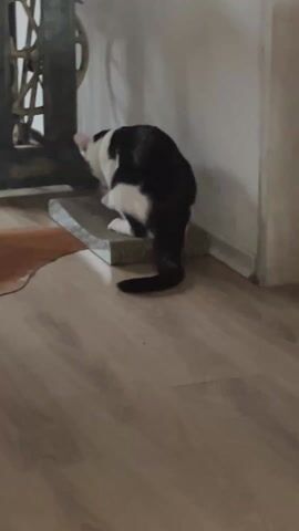 The video shows a black and white cat scratching a cat scratching post. The cat is in front of an antique sewing machine and a brown rug. The floor is wood. The walls are white.