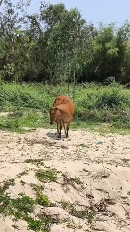 The video shows a brown cow standing in a sandy, grassy field. In the background, there are green trees and shrubs. The cow is facing the camera and looks directly at the viewer. The environment appears to be a rural or semi-rural area.