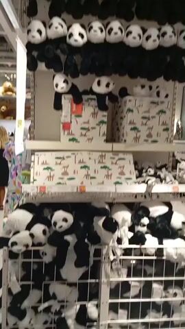 The video pans upwards to show a wall of stuffed pandas hanging from the ceiling in what appears to be a store. The pandas are arranged in rows, with several rows of black and white pandas, and then a row of smaller pandas with black bodies and white faces. Below these, there are shelves filled with more stuffed pandas and storage boxes with a savanna-themed print. The environment is brightly lit, suggesting an indoor retail space with a white ceiling and exposed structural elements. There are no visible people interacting with the pandas.