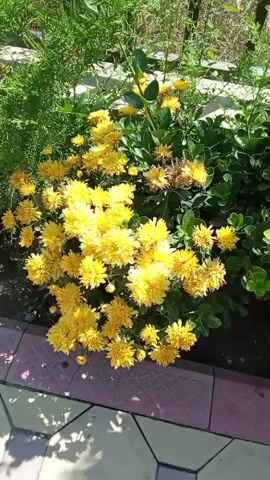 This video shows a close-up view of a cluster of yellow chrysanthemums in a garden setting. The flowers are vibrant and in full bloom, with numerous petals creating a full, bushy appearance. Some of the flowers are slightly dried and browning at the edges, indicating they are past their peak. Surrounding the chrysanthemums are various green plants and foliage, including a tall, feathery evergreen on the left and a bush with smaller, darker green leaves on the right. The flowers are planted in dark soil, bordered by a low edge made of pink and beige interlocking paving stones. The sunlight casts shadows on the paving stones, suggesting it is a bright, sunny day. In the background, a metal fence and dry, sparse vegetation are visible, hinting at an outdoor environment that may be experiencing dry or arid conditions. The camera is relatively stationary, offering a fixed perspective of the floral arrangement.