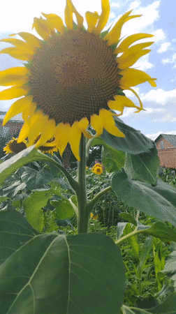 Sunflowers and hibiscus in a casual garden shoot