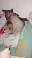 Hairless cat and terrier share a cozy bed moment