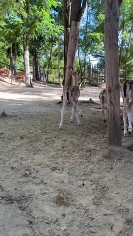 A group of spotted deer are gathered under a wooden shelter in an outdoor enclosure. The ground is covered with dirt and straw. Some of the deer are standing, while others are lying down. In the background, there are trees and a fence. The video is shot from a low angle, looking up at the deer and the shelter. The lighting is natural, indicating it is daytime.