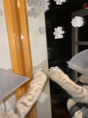 Cat in cone collar reaches for snowflake decorations