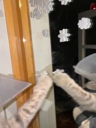 Cat in cone collar reaches for snowflake decorations