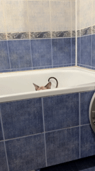 Sphynx cat spotted bathing, lounging, and stealing a drink