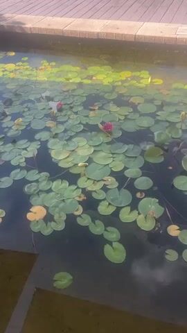The video shows a close-up shot of a pond filled with lily pads and a few pink water lilies. The water is dark and reflects the sky. A wooden deck or boardwalk is visible in the upper part of the frame, with the edge of the pond lined with light-colored stone or concrete. The lighting suggests it is daytime, possibly late afternoon, with some dappled sunlight creating highlights on the water and lily pads. The overall scene is peaceful and natural.