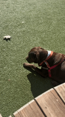 Evening dog park gathering in West Hollywood draws mixed breeds