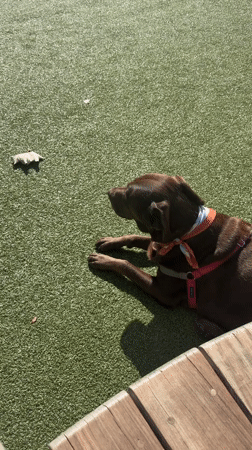 Evening dog park gathering in West Hollywood draws mixed breeds