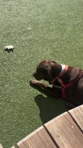 Evening dog park gathering in West Hollywood draws mixed breeds