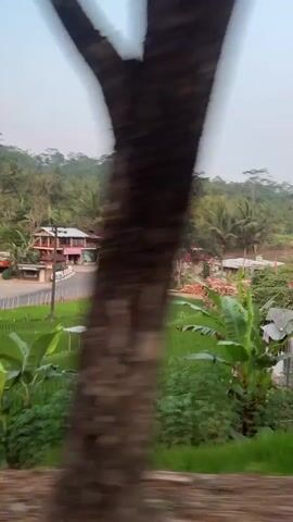 The video shows a blurry view of a rural landscape from a moving vehicle. In the distance, there is a cluster of buildings, some with red roofs, and a road with several vehicles, including a truck and motorcycles. Lush green vegetation, including rice paddies and palm trees, surrounds the buildings. The sky is clear with a few wispy clouds. The foreground is dominated by the blurred trunk of a palm tree and green foliage, suggesting the camera is positioned close to these elements. The overall impression is of a tropical or subtropical rural environment in motion.