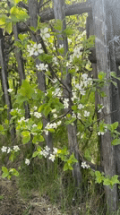 Spring blooms documented in Noviy, Russia selfie video
