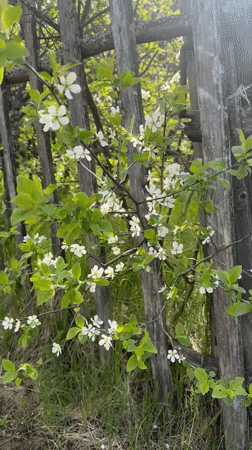 Spring blooms documented in Noviy, Russia selfie video
