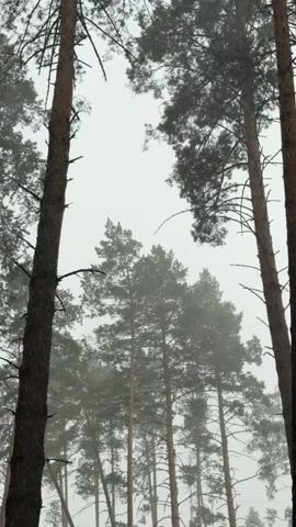 The video captures a low-angle view looking up at a cluster of tall pine trees on a foggy day. The sky is overcast and hazy, with the fog obscuring the upper branches of the trees and the distant horizon. The foreground is dominated by the dark, rough bark of two large pine trees, one on the left and another on the right, framing the view. In the middle ground, several more pine trees are visible, their green needles appearing muted and slightly blurred by the fog. The overall atmosphere is subdued and natural, conveying a sense of stillness and depth within the forest.
