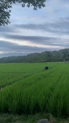 A lone individual, dressed in dark clothing, is bent over in a vast, green rice paddy. They are positioned in the mid-ground of the frame, amidst rows of lush rice stalks. The sky above is a tapestry of gray and white clouds, suggesting either dawn or dusk. Rolling, tree-covered hills form the backdrop, their slopes visible in the distance. The overall scene depicts a serene, rural landscape with agricultural activity.