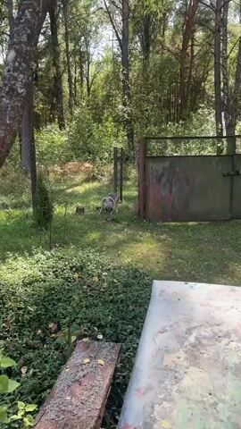 The video shows a medium-sized dog with gray and white fur standing in a grassy, fenced-in area. The dog is looking directly at the camera, with its head slightly tilted. The environment appears to be outdoors, with trees and foliage visible in the background. There is a metal gate to the right of the dog and a chain-link fence in the foreground. The dog's tail is wagging. The lighting suggests it is daytime.