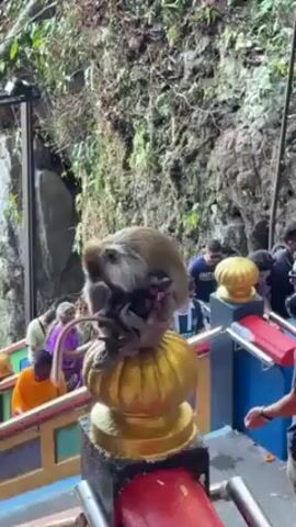 A medium shot captures a light brown monkey cradling a dark-haired baby monkey. Both are sitting atop a spherical, golden-colored object that is mounted on a pillar painted with red, blue, and black. The pillar is situated at the edge of a staircase. A crowd of people, including individuals wearing orange and purple attire, ascends the stairs behind the monkey. To the left, a rocky cliff covered in green foliage is visible, while a second golden spherical object is positioned to the right. The video focuses sharply on the monkey and its baby, with the background slightly out of focus.