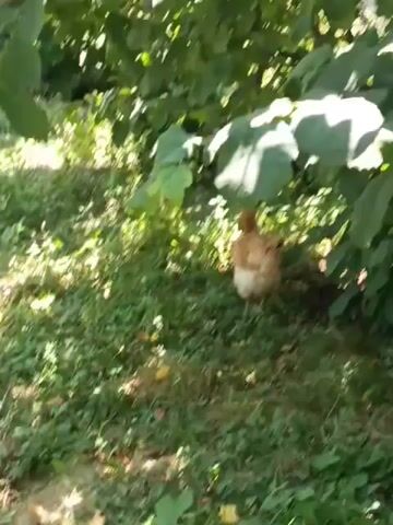 Two chickens are visible in a grassy area with trees providing shade. One chicken is lighter brown and facing away from the camera, foraging under a tree. Another chicken, which is grey and white, is visible to the left, also foraging. The sun is casting dappled light on the ground.
