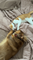 Cat and dog play together on bed in Ubud